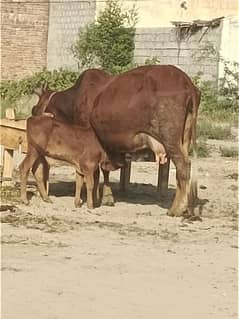 cow sahiwal cross