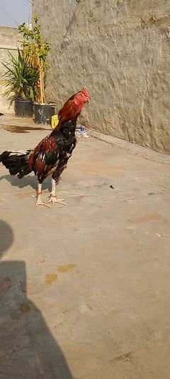 Assel mian wali breed healthy and Active piece