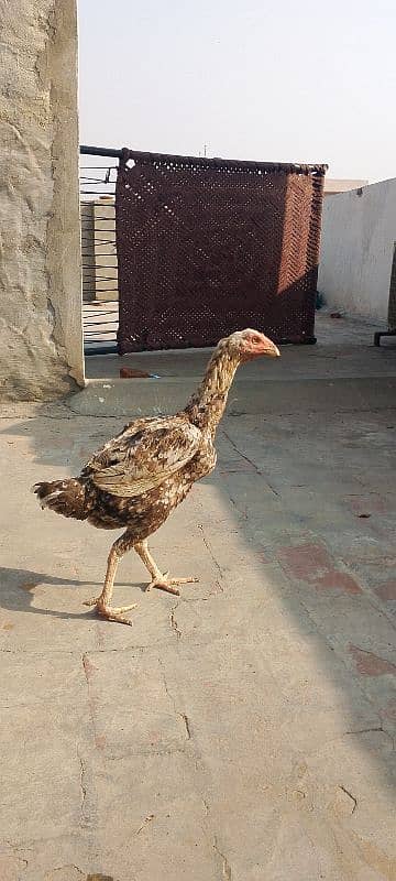 Assel mian wali breed healthy and Active piece 2