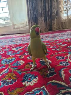 Parrot for sale in rawalpindi