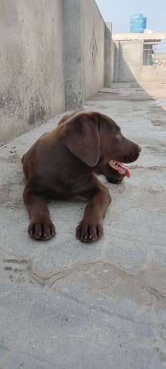 Labrador Female | British Labrador Dog For Sale