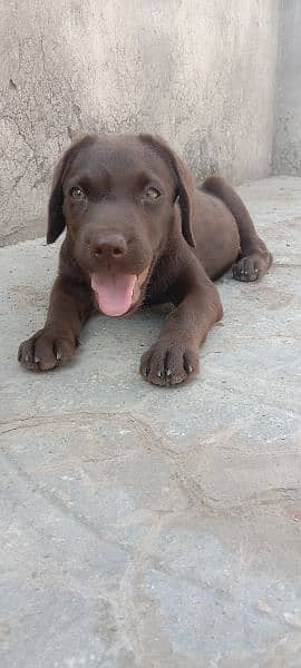 Labrador Female | British Labrador Dog For Sale 1