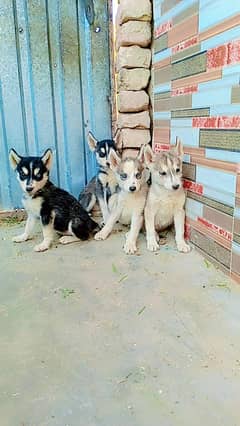 Siberian husky puppies for sale