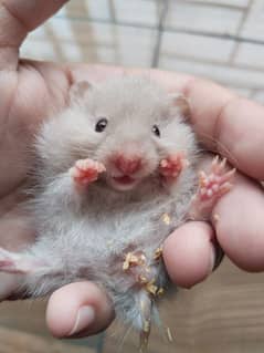 Syrian hamster pups for sale