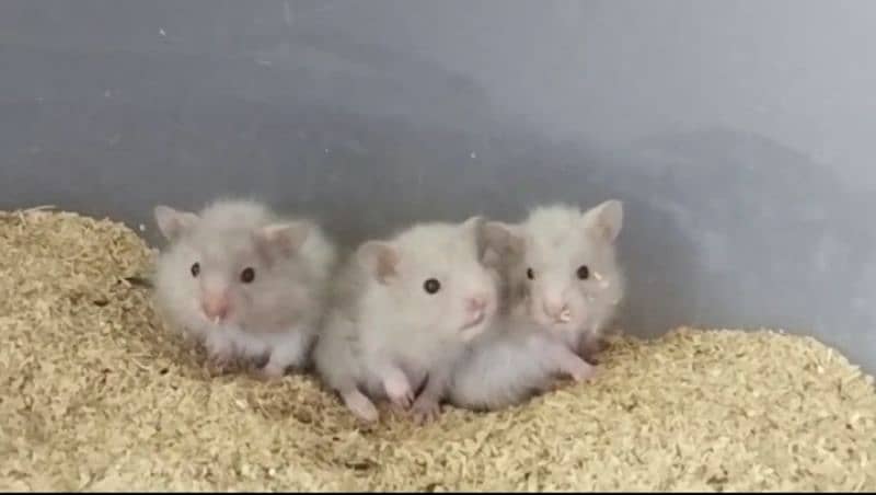 Syrian hamster pups for sale 1