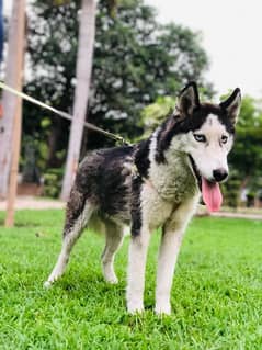 Siberian husky female available for sale