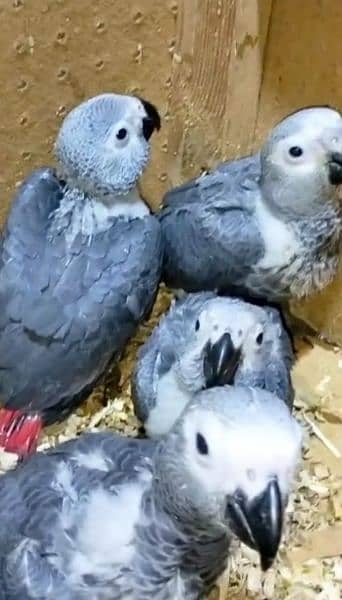 African grey parrot for sale. 0319-3220-624 2