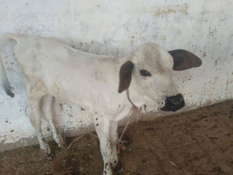 Australian and jersi Cross nasal ki Cows for Sale 3