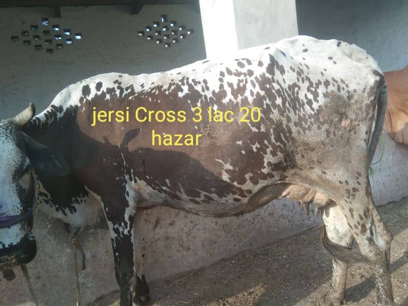 Australian and jersi Cross nasal ki Cows for Sale 1