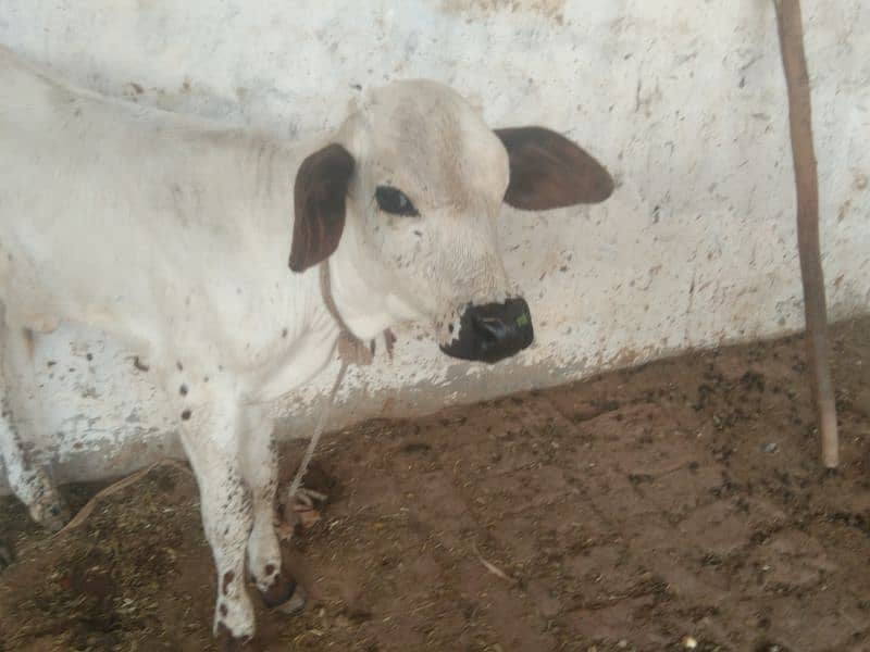 Australian and jersi Cross nasal ki Cows for Sale 4