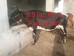 Australian and jersi Cross nasal ki Cows for Sale 0