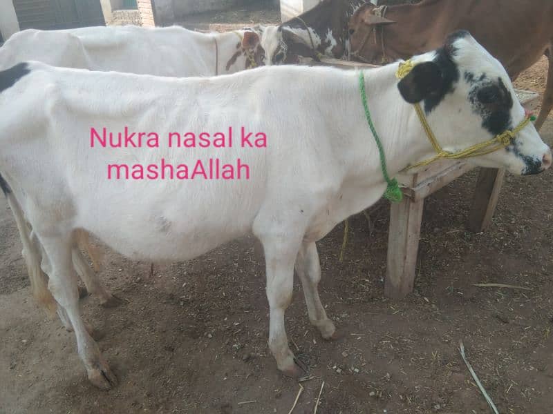 Australian and jersi Cross nasal ki Cows for Sale 2