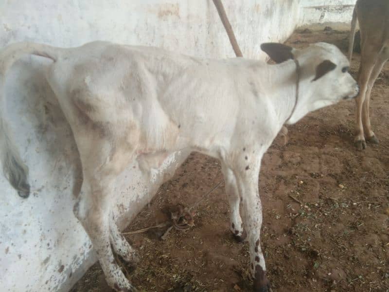 Australian and jersi Cross nasal ki Cows for Sale 5