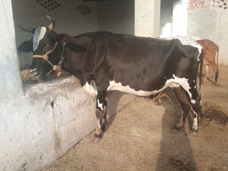 Australian and jersi Cross nasal ki Cows for Sale 6