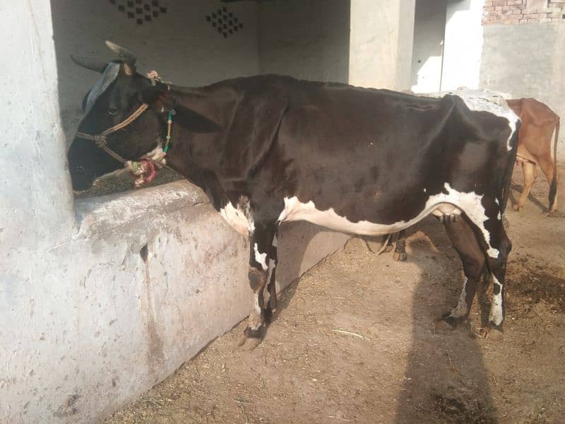 Australian and jersi Cross nasal ki Cows for Sale 7