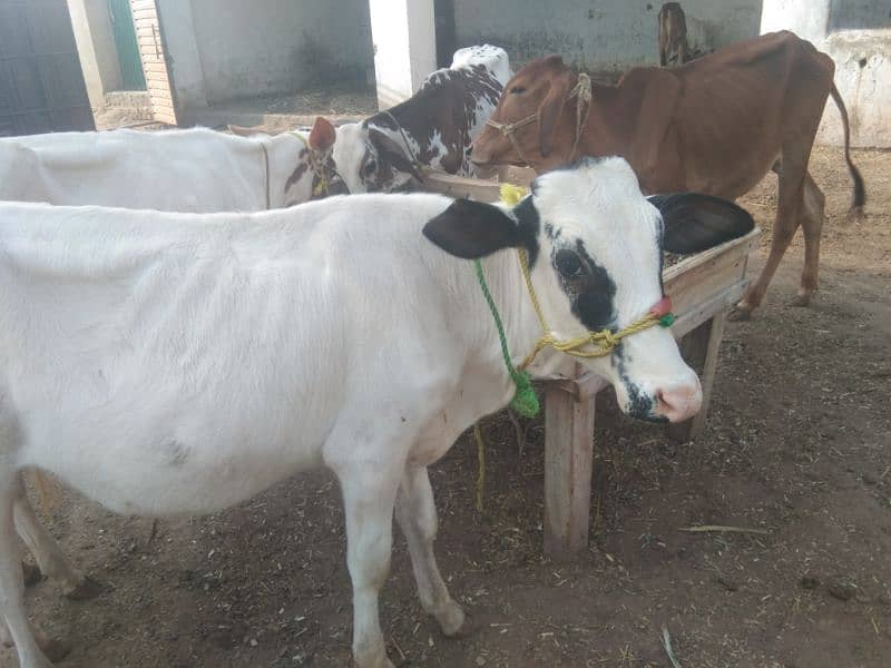 Australian and jersi Cross nasal ki Cows for Sale 8