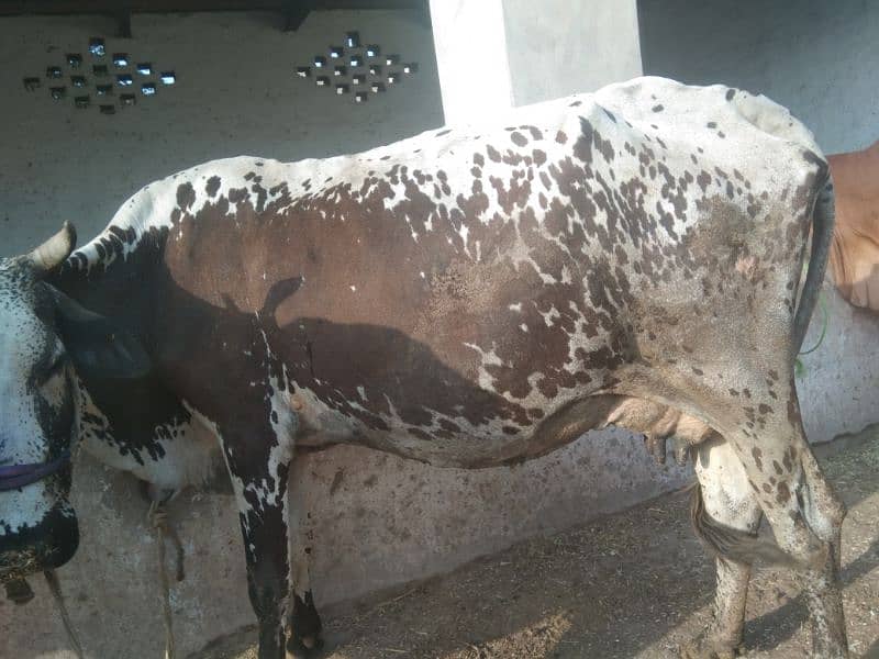 Australian and jersi Cross nasal ki Cows for Sale 9