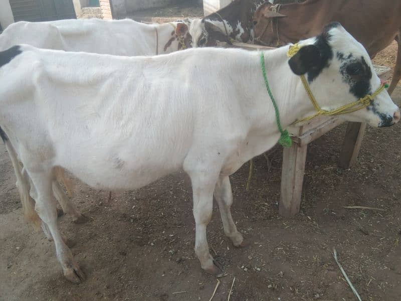 Australian and jersi Cross nasal ki Cows for Sale 10