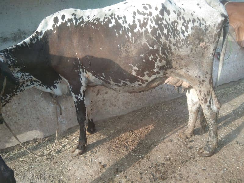 Australian and jersi Cross nasal ki Cows for Sale 11