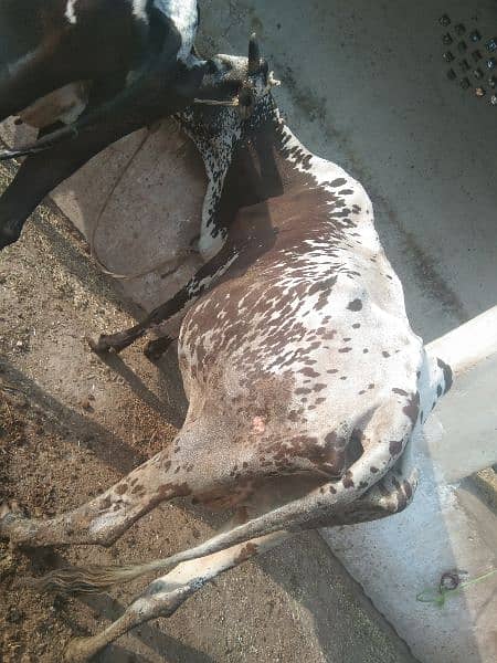 Australian and jersi Cross nasal ki Cows for Sale 12