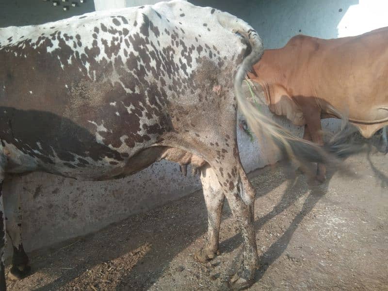 Australian and jersi Cross nasal ki Cows for Sale 13