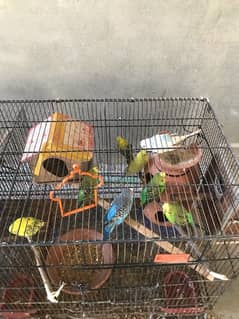 budgies