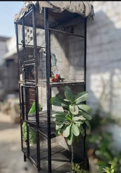 birds cage iron