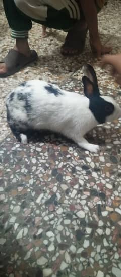 rabbit female for sale