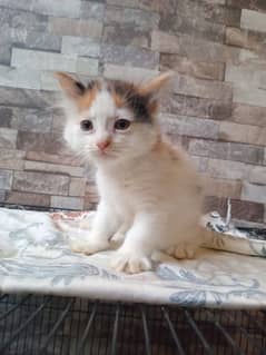 Persian kittens | Double Coated | Punch Face kittens Blue eye For Sale