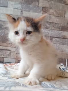 Persian kittens | Double Coated | Punch Face kittens Blue eye For Sale