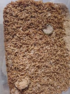 Mealworms