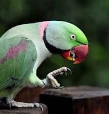 Raw Parrots Breeder Pair for sale in Islamabad