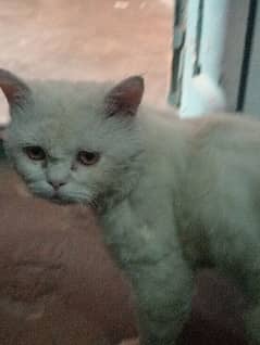 Persian male cat double cotted vaccinated