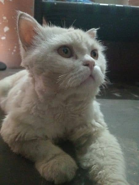 Persian male cat double cotted vaccinated 2