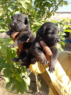 german shepherd puppies