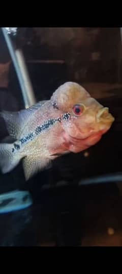 SRD and comfa flower horn males for sale