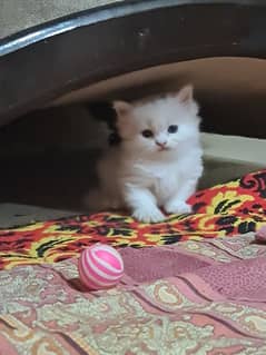 White kitten with blue eyes,himaliyan grey kitten,black kitten orange