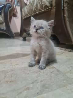 White kitten with blue eyes,himaliyan grey kitten,black kitten orange