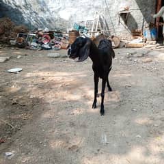 goat for sale in Lahore