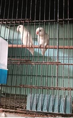 breeder DNA pair albino split ino paper White colour