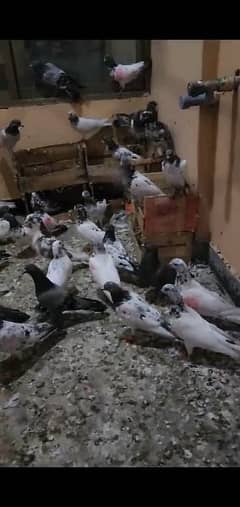 Beautiful pigeons for urgent sale in very low price