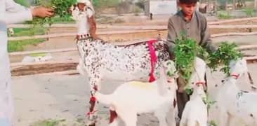 Desi Bakri Our 3 Bacchon Ka Sath For Sale0346 0423873