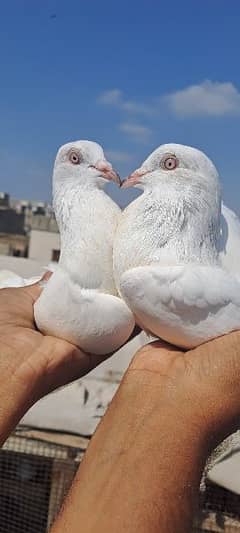 High Flyer Pigeons