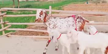 2 Bacchon Ka Sath Makka Chuni Bakri For Sale  (Call Number03496944797)