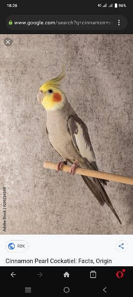 Love Bird and Cockatiel Male with DNA for sale and Exchange 1