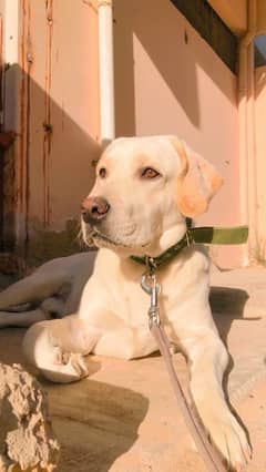 Labrador