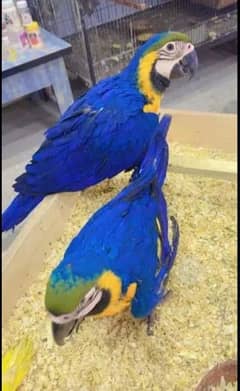 Blue macaw chicks Healthy active 03347581959