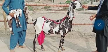 Desi Bakri Our 2 Bacchon Ka Sath For Sale Call Number03496944797