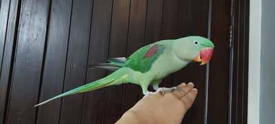 raw parrot  | Hand tamed raw parrot | green parrot | female parrot