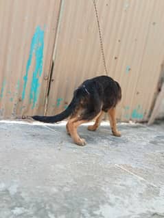 German shepherd puppies available